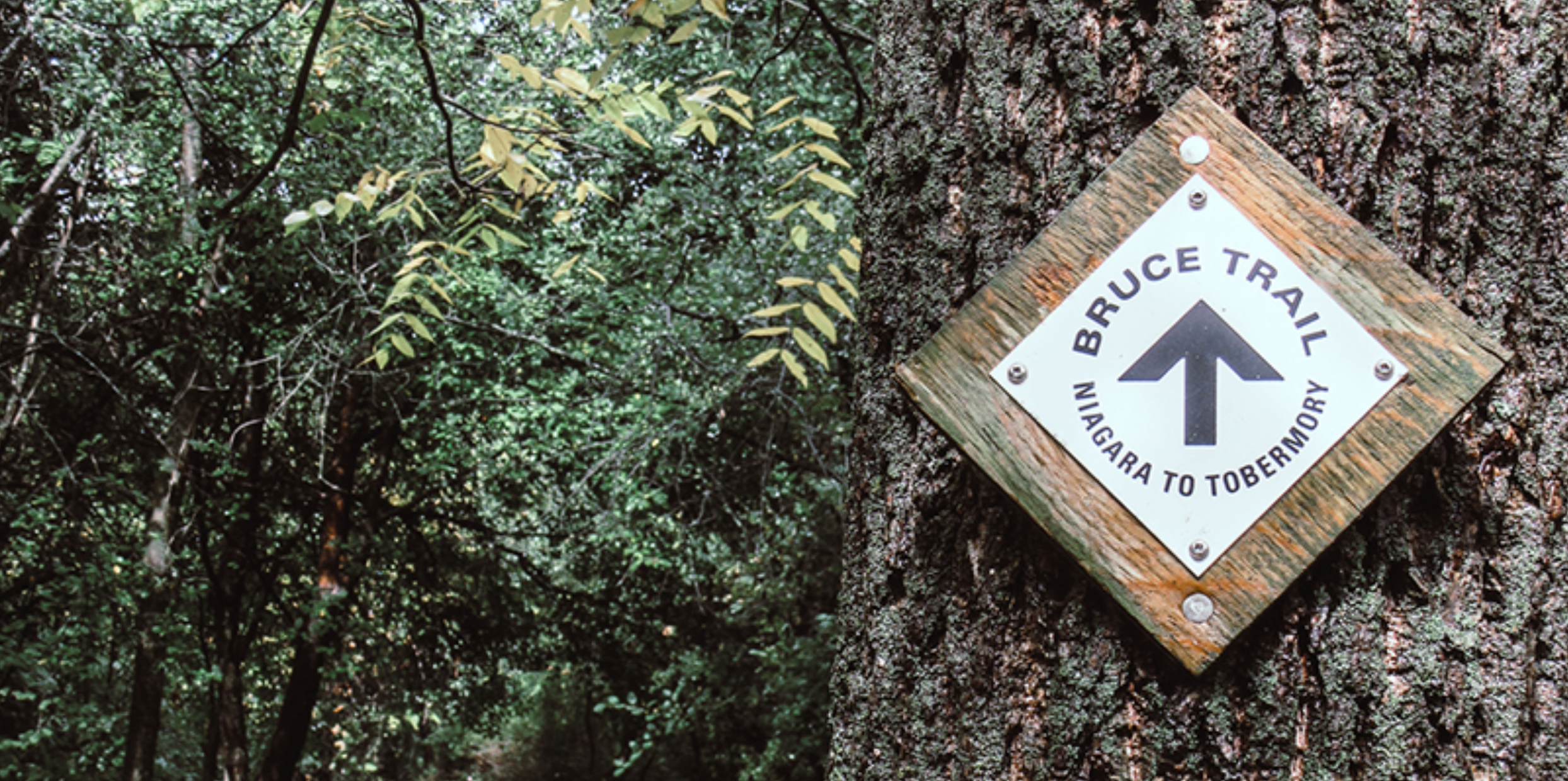 Bruce trail