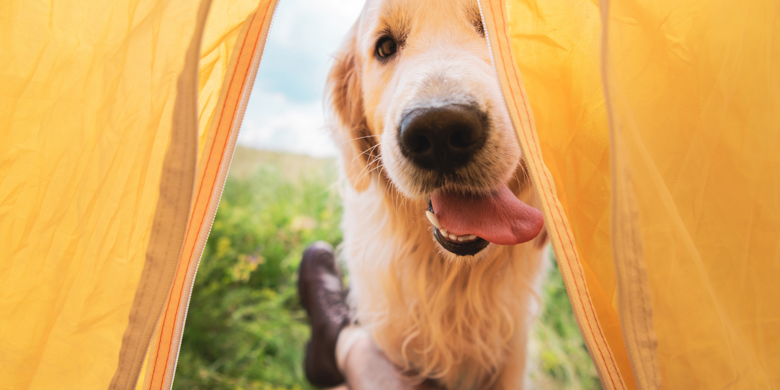 Hiking with dog